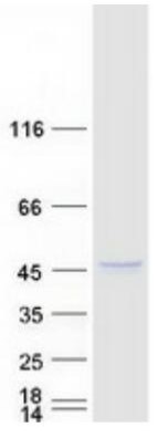 SDS-PAGE (SUMF1-414HFL).jpg